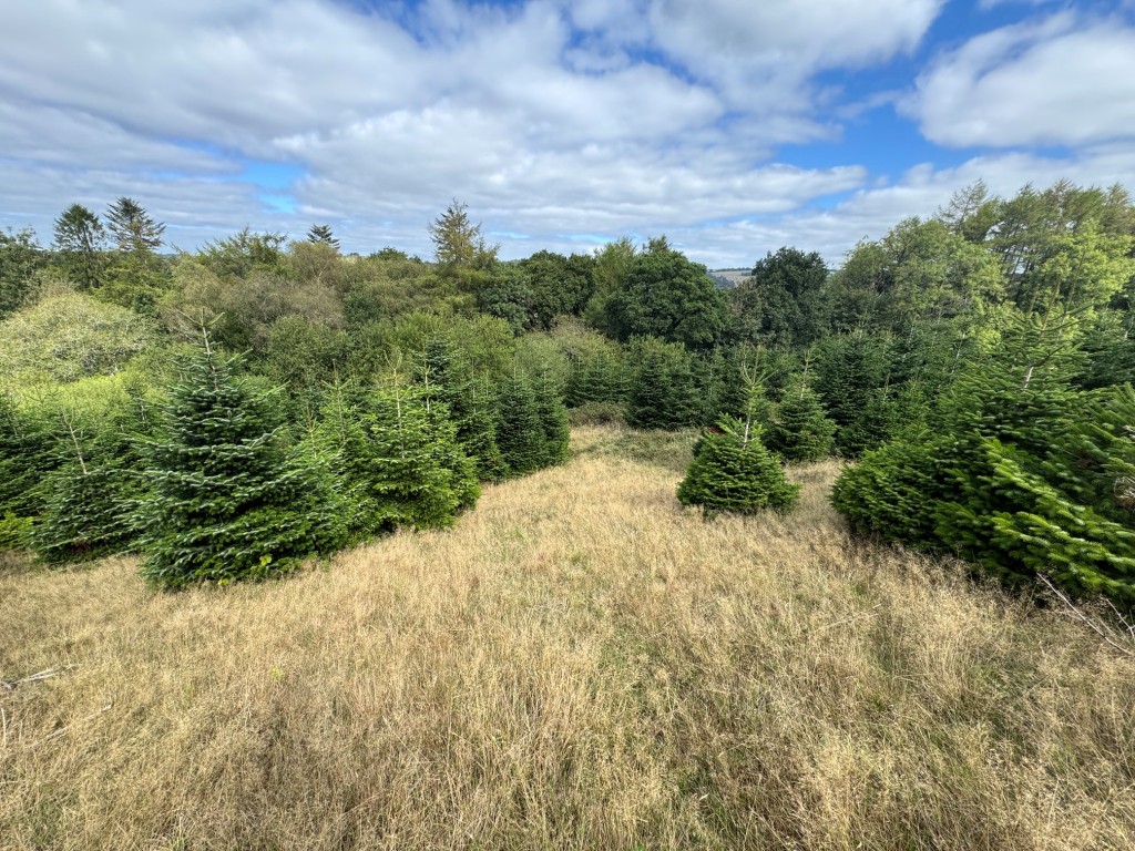 Lot: 23 - FREEHOLD SITE EXTENDING TO ALMOST EIGHT ACRES - General view of the plantation 1